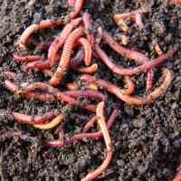 Eisenia Fetida - Wizzard Worms South Africa