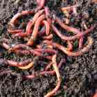 Eisenia Fetida - Wizzard Worms South Africa